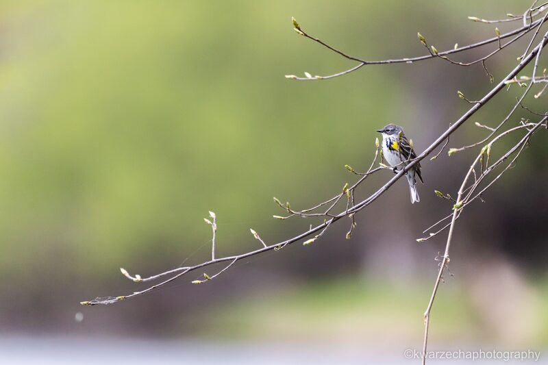 Yellow-rumped Warbler Hunting Above The River